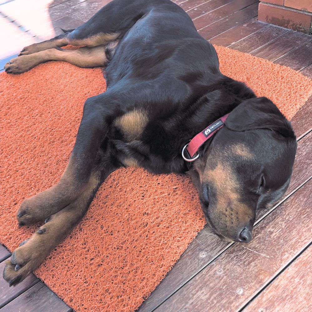 SnugPaws Mat